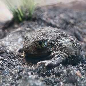 Couch's Spadefoot (Scaphiopus couchii)