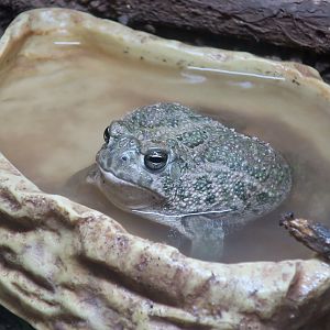 Great Plains Toad (Anaxyrus cognatus)