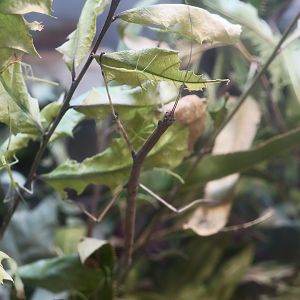 Arizona Walkingstick (Diapheromera arizonensis)