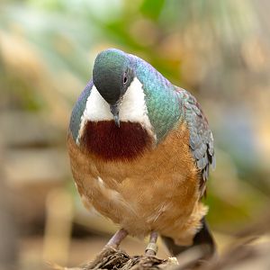 Mindanao bleeding-heart : Cotswold WP : 14 Mar 2025