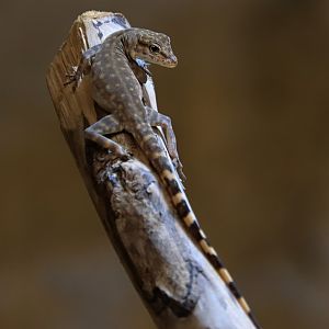 Oman rock gecko (Pristurus celerrimus)