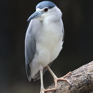 Wild Night heron (Safariworld Bangkok)