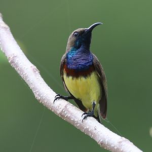 Olive-backed sunbird (Koh Chang)