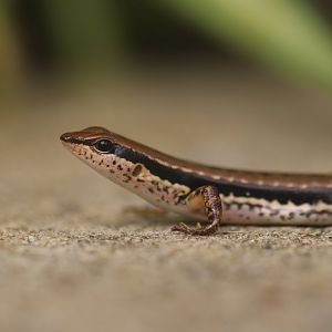Spotted forest skink (Koh Chang)