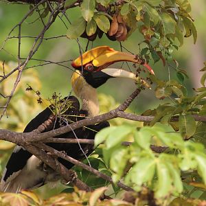 Great hornbill (Koh Chang)