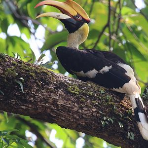 Great hornbill (Koh Chang)