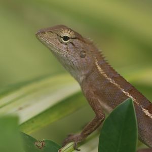 Oriental Garden Lizard (Koh Chang)