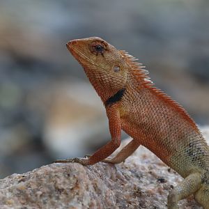 Oriental Garden Lizard (Koh Chang)