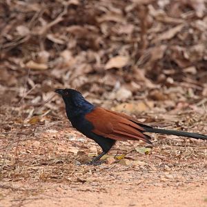 Greater coucal (Koh Chang)