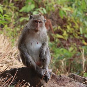 Crab-eating macaque (Koh Chang)