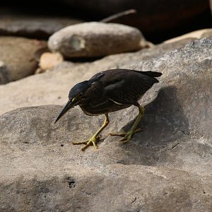 Striated Heron (Koh Chang)