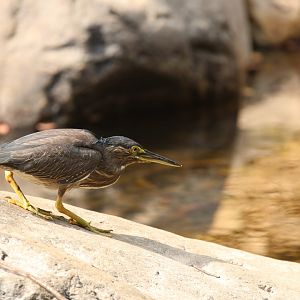 Striated Heron (Koh Chang)