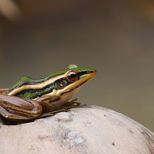 Common green frog (Koh Chang)