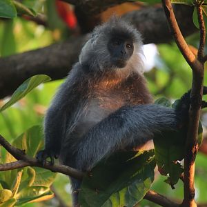 Silvery langur (Koh Chang)