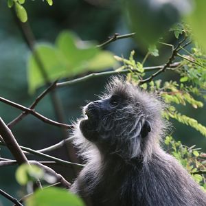 Silvery langur (Koh Chang)