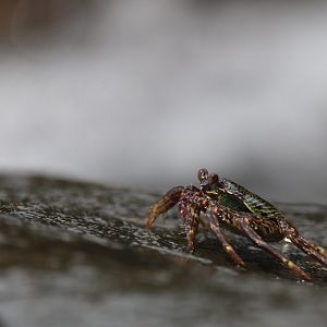 Crab (Koh Kood)
