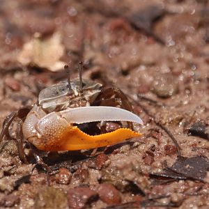 Fiddler crab (Koh Kood)