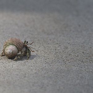 Hermit crab (Koh Kood)