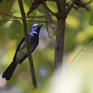 Black-naped monarch (Koh Kood)
