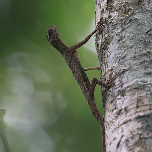 Flying dragon (Koh Kood)