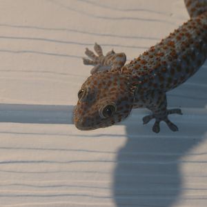 Tokay gecko (Koh Kood)
