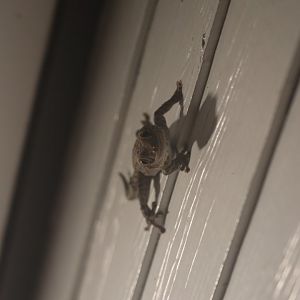 Tokay gecko (Koh Kood)