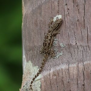 Flat-tailed house gecko (Koh Kood)