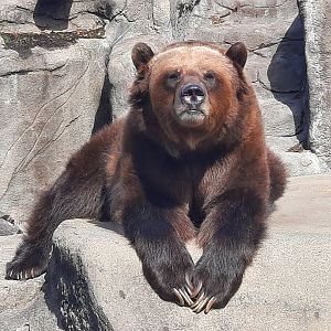 Grouchy Grizzly Bear