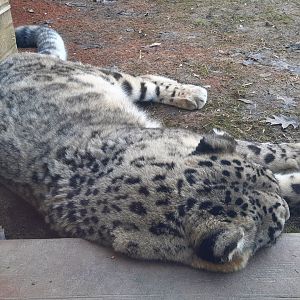 Napping Snow Leopard