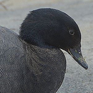Male Paradise shelduck