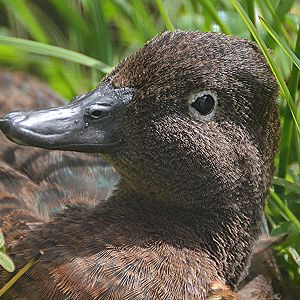 Brown teal