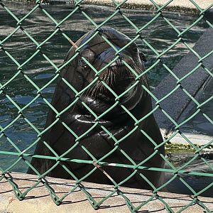 California Sea Lion