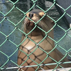 California Sea Lion