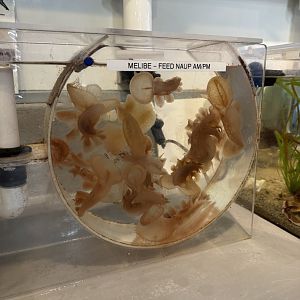 Lions Mane Nudibranch