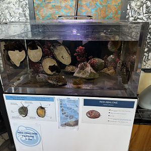 Red Abalone