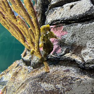 California Seahorse