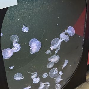 Purple-Striped Jelly