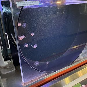 Juvenile Pacific Sea Nettle