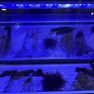 Algae Culture