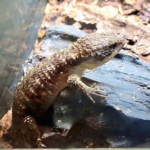 Forest Armadillo Lizard