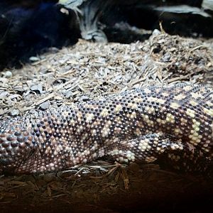Beaded Lizard