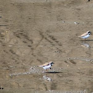 Little Ringed Plovers (Charadrius dubius)