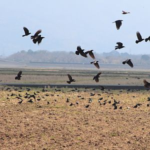 Rooks (Corvus frugilegus)