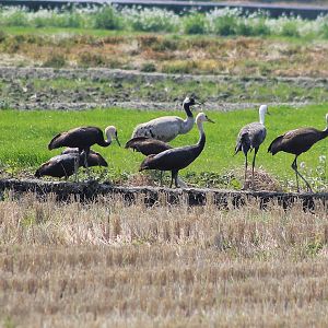 Hooded Cranes and Common Crane