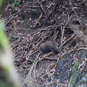 Kyushu Wild Pig (Sus scrofa leucomystax)