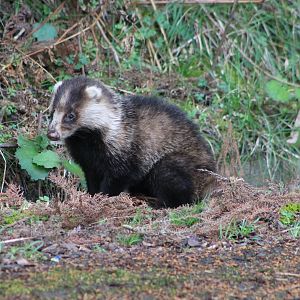 Japanese Badger (Meles anakuma)