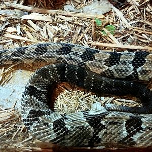 Timber Rattlesnake