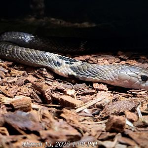 Chinese Cobra