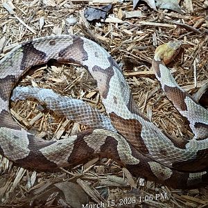 Eastern Copperhead