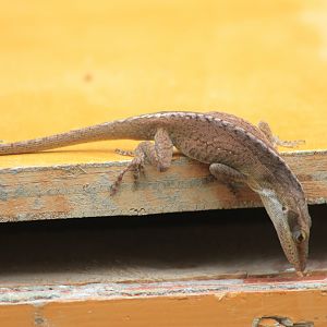 Green Anole (Anolis carolinensis)